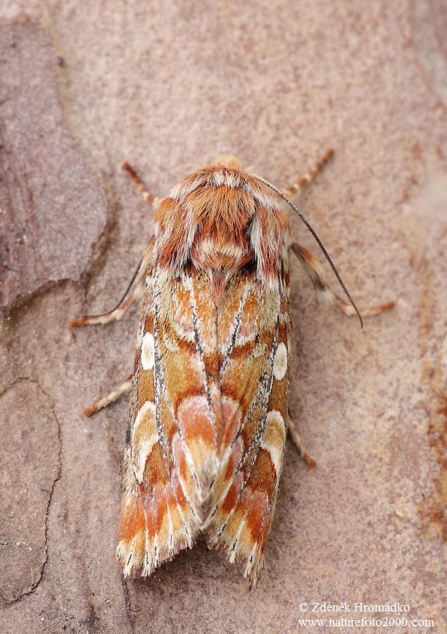 sosnokaz borový, Panolis flammea (Motýli, Lepidoptera)